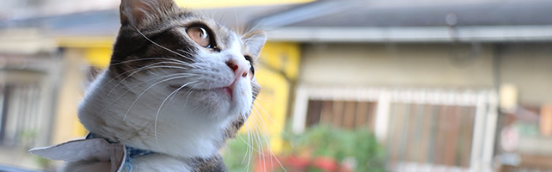 保護猫活動について  【大阪梅田・中崎町】保護猫カフェウリエル 